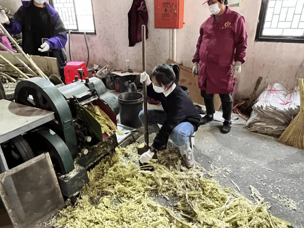 公益助農新體驗，鄉村振興正當時 惲代英菁英學校赴新洲紅糖小鎮開展勞動實踐教育